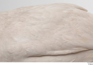 Mute swan back feathers wing 0002.jpg